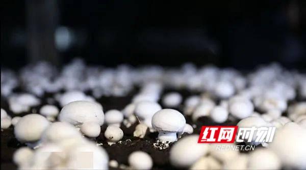 構(gòu)建“四證合一”管理體系 推動食用農(nóng)產(chǎn)品批發(fā)工廠化生產(chǎn)高質(zhì)量發(fā)展